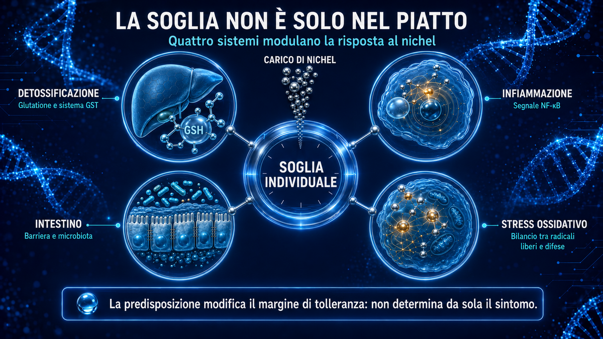 Infografica: la soglia individuale al nichel modulata da quattro sistemi (detossificazione, infiammazione, intestino, stress ossidativo)